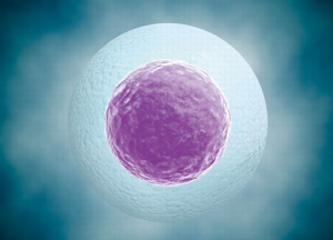 图片[2]-乌克兰代孕必须要知道的 - 辅助生殖论坛-辅助生殖论坛