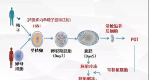 图片[3]-简述吉尔吉斯斯坦单身试管代孕过程!当地法律如何要求? - 辅助生殖论坛-辅助生殖论坛