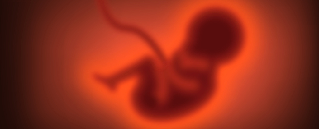 Embryo Development Linked to a 500-Million-Year-Old Viral ...