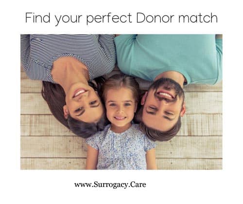 英国卵子捐赠者