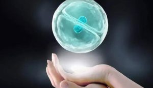 利用捐献精子进行体外受精：适应症、时间表和成功率 - 辅助生殖论坛-辅助生殖论坛
