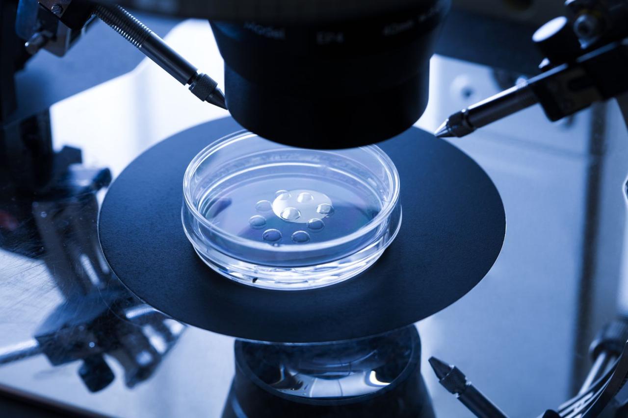 In Vitro Fertilization and Test Tube Babies: A History
