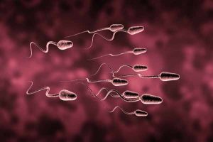 为什么印度试管婴儿成功率高-辅助生殖论坛